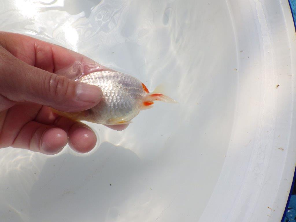 尾に赤のワンポイントが映えるらんちゅう　明け二歳魚　 　約11ｃｍ　メス【管理魚】