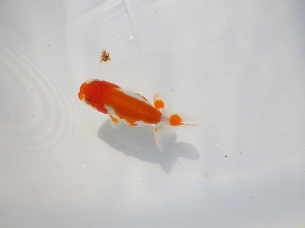 背なりが綺麗な更紗らんちゅう　明け二歳魚　 　約11ｃｍ　メス【管理魚】