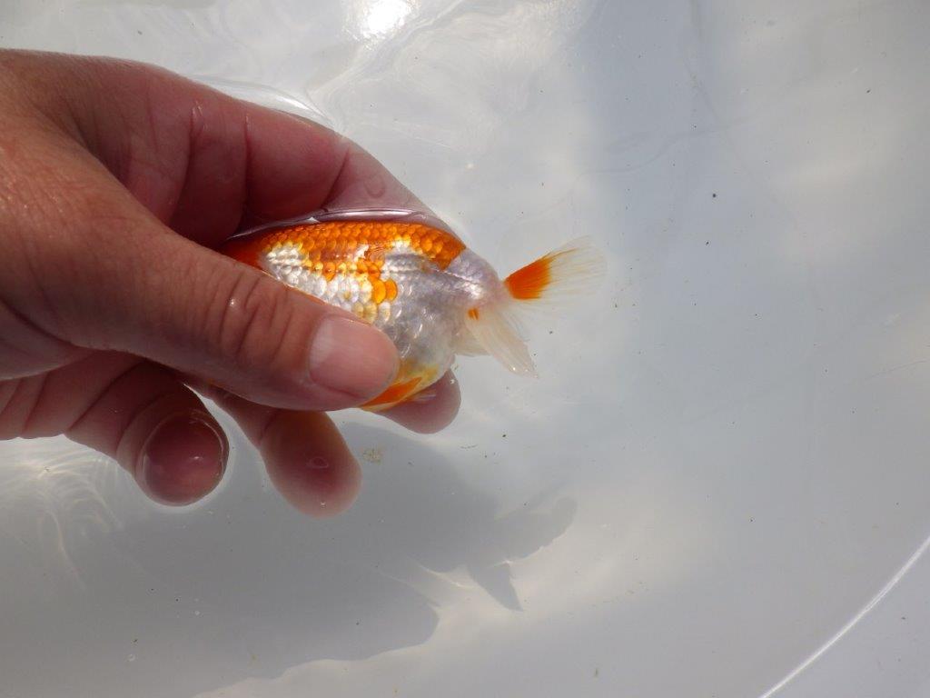 背なりが綺麗な更紗らんちゅう　明け二歳魚　 　約11ｃｍ　メス【管理魚】