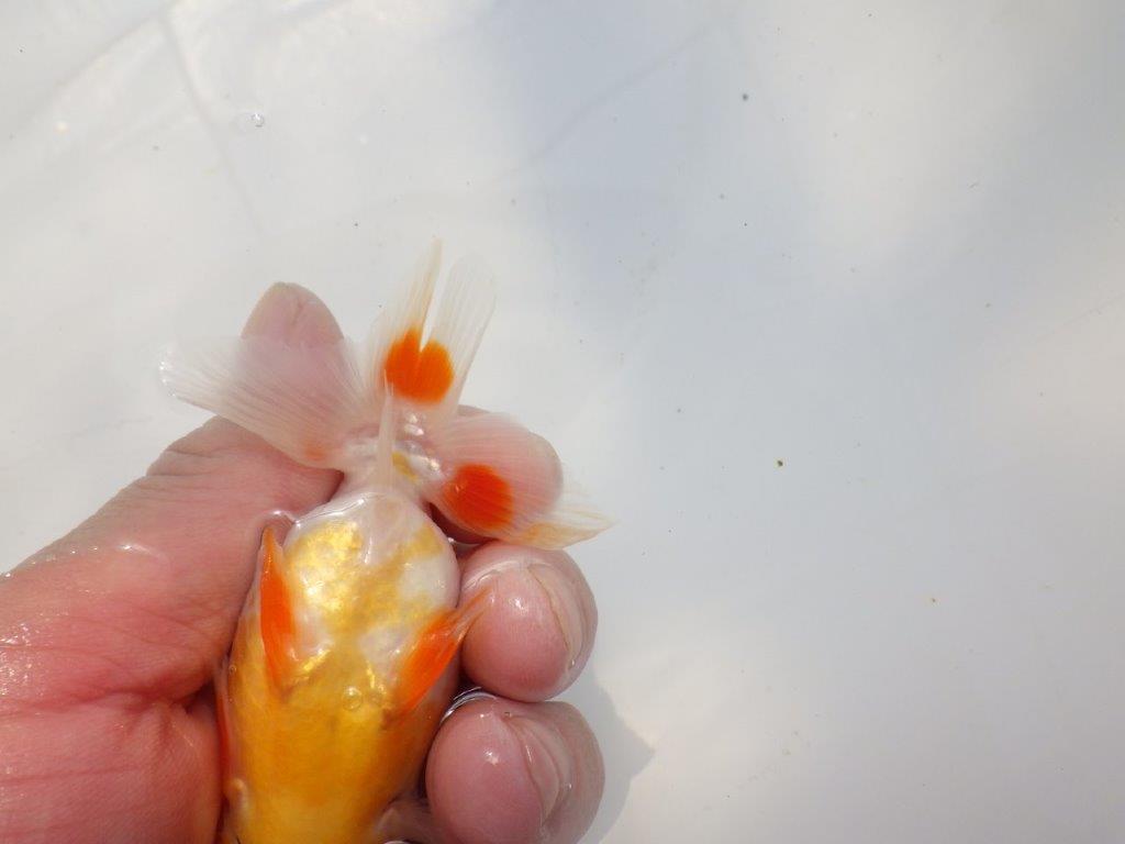 背なりが綺麗な更紗らんちゅう　明け二歳魚　 　約11ｃｍ　メス【管理魚】