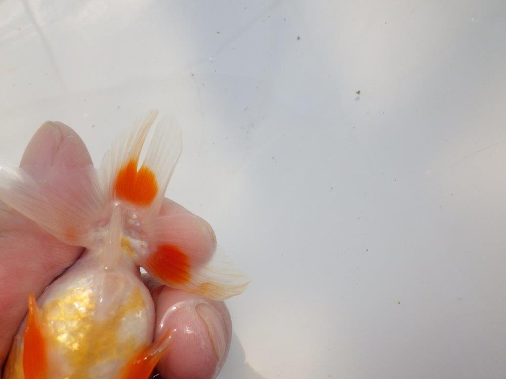 背なりが綺麗な更紗らんちゅう　明け二歳魚　 　約11ｃｍ　メス【管理魚】