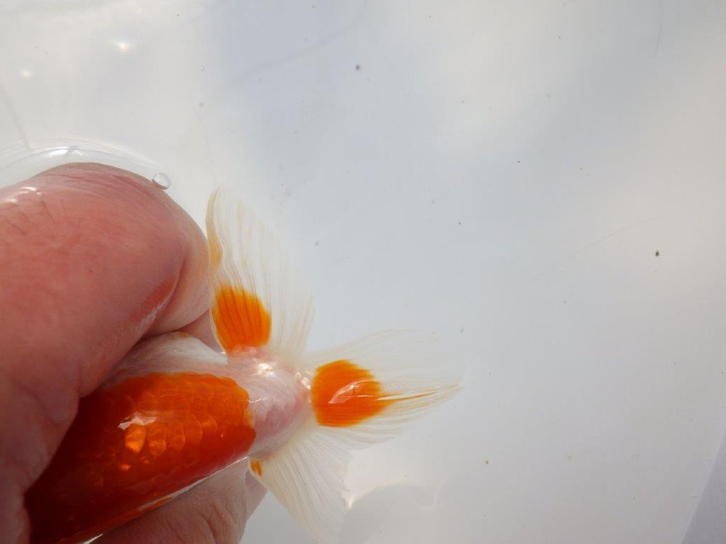 背なりが綺麗な更紗らんちゅう　明け二歳魚　 　約11ｃｍ　メス【管理魚】