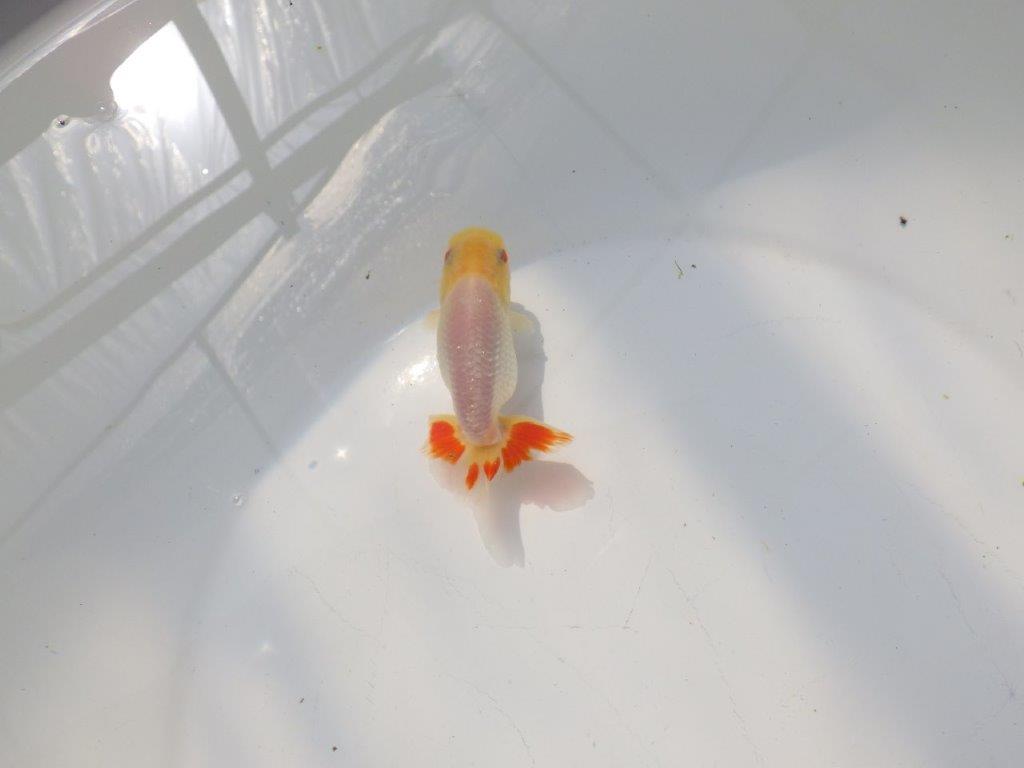 尾のヒバンがインパクトがあるらんちゅう　明け二歳魚　 　約10ｃｍ　オス【管理魚】