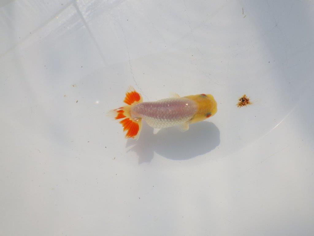 尾のヒバンがインパクトがあるらんちゅう　明け二歳魚　 　約10ｃｍ　オス【管理魚】