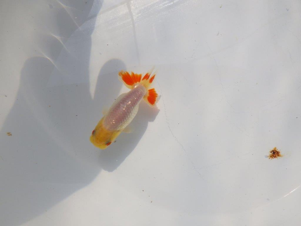 尾のヒバンがインパクトがあるらんちゅう　明け二歳魚　 　約10ｃｍ　オス【管理魚】