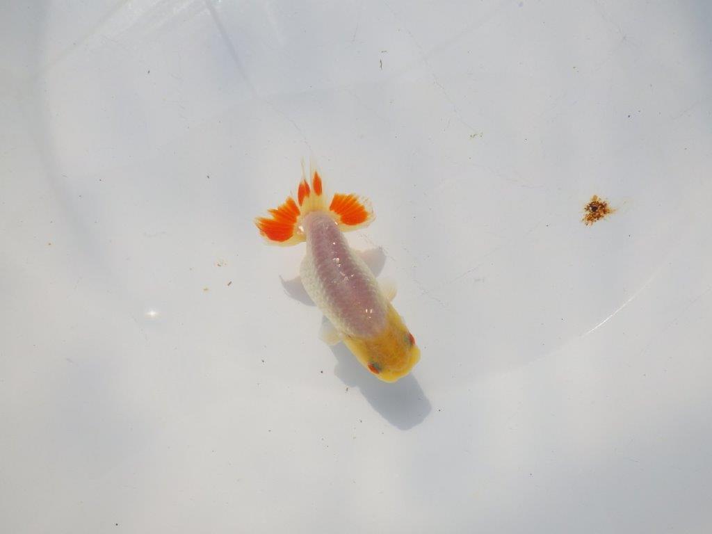 尾のヒバンがインパクトがあるらんちゅう　明け二歳魚　 　約10ｃｍ　オス【管理魚】
