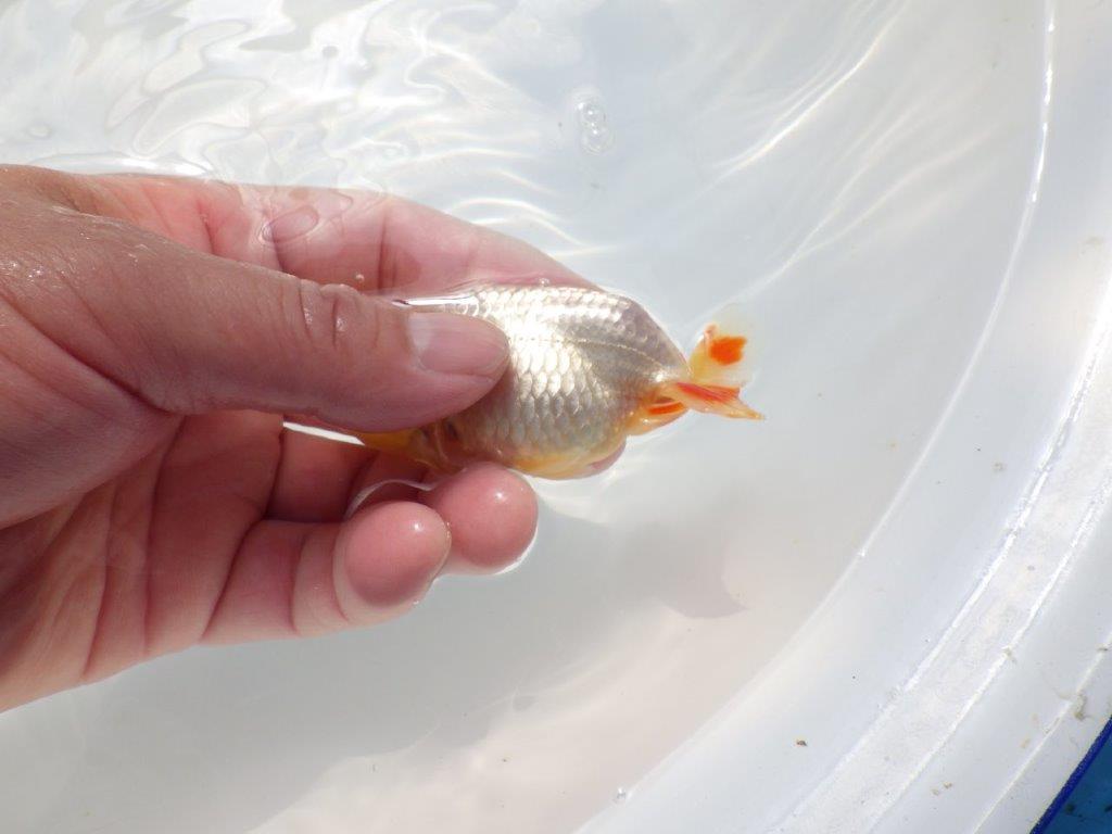 尾のヒバンがインパクトがあるらんちゅう　明け二歳魚　 　約10ｃｍ　オス【管理魚】