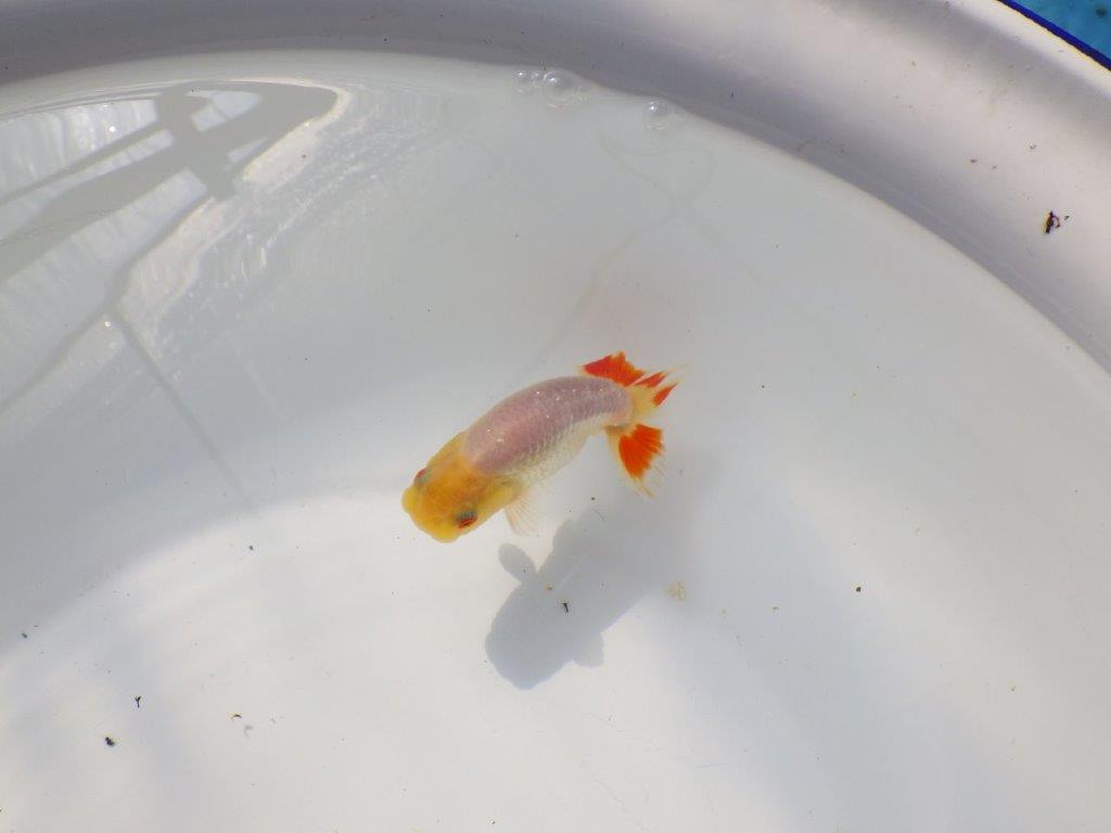 尾のヒバンがインパクトがあるらんちゅう　明け二歳魚　 　約10ｃｍ　オス【管理魚】