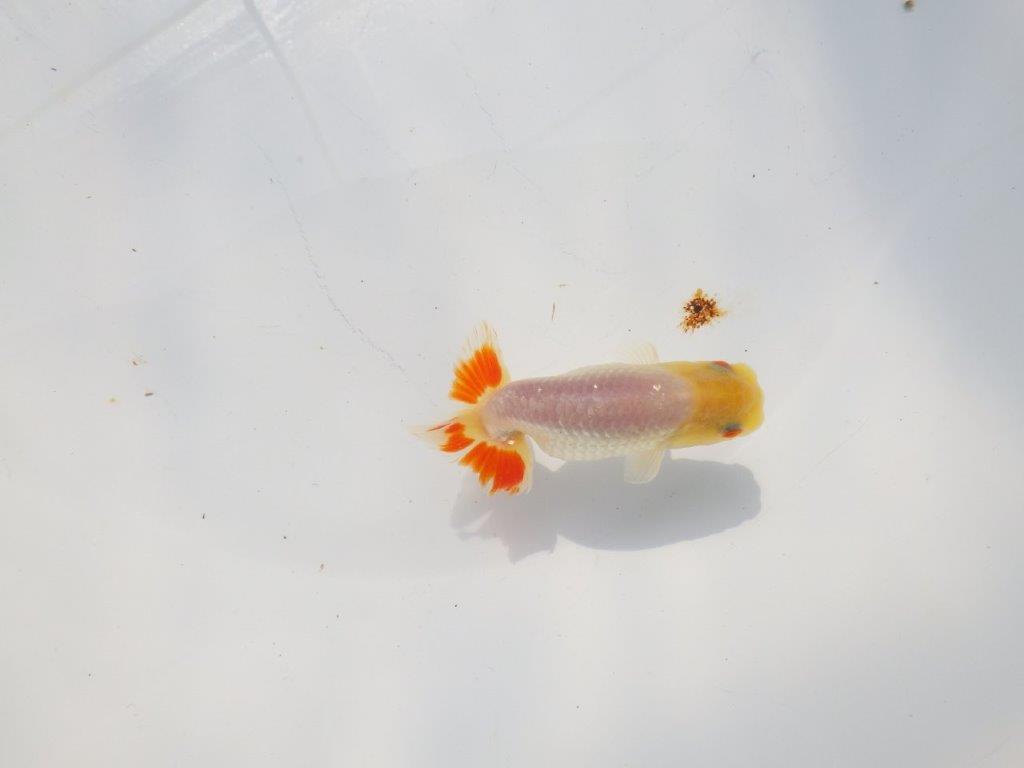尾のヒバンがインパクトがあるらんちゅう　明け二歳魚　 　約10ｃｍ　オス【管理魚】