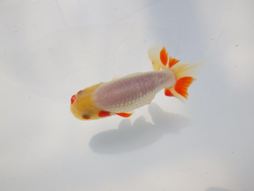 白に赤のポイントが映えるらんちゅう　明け二歳魚　 　約11ｃｍ　オス【管理魚】の上身
