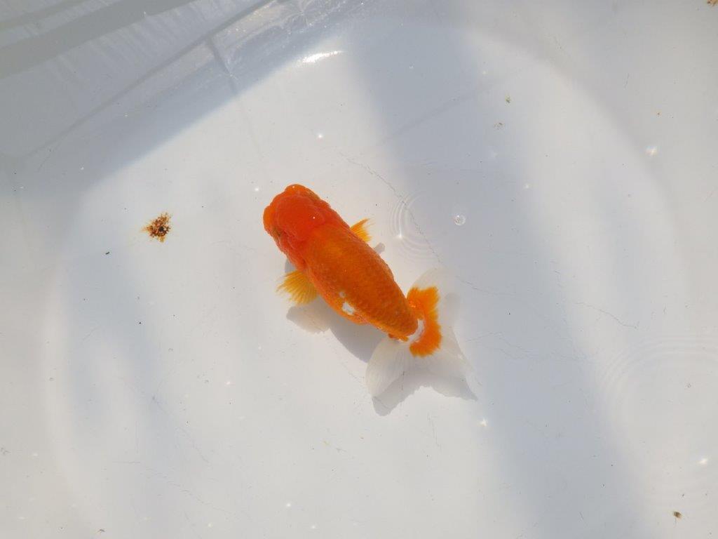尾張りの良いらんちゅう　明け二歳魚　 　約11ｃｍ　オス【管理魚】
