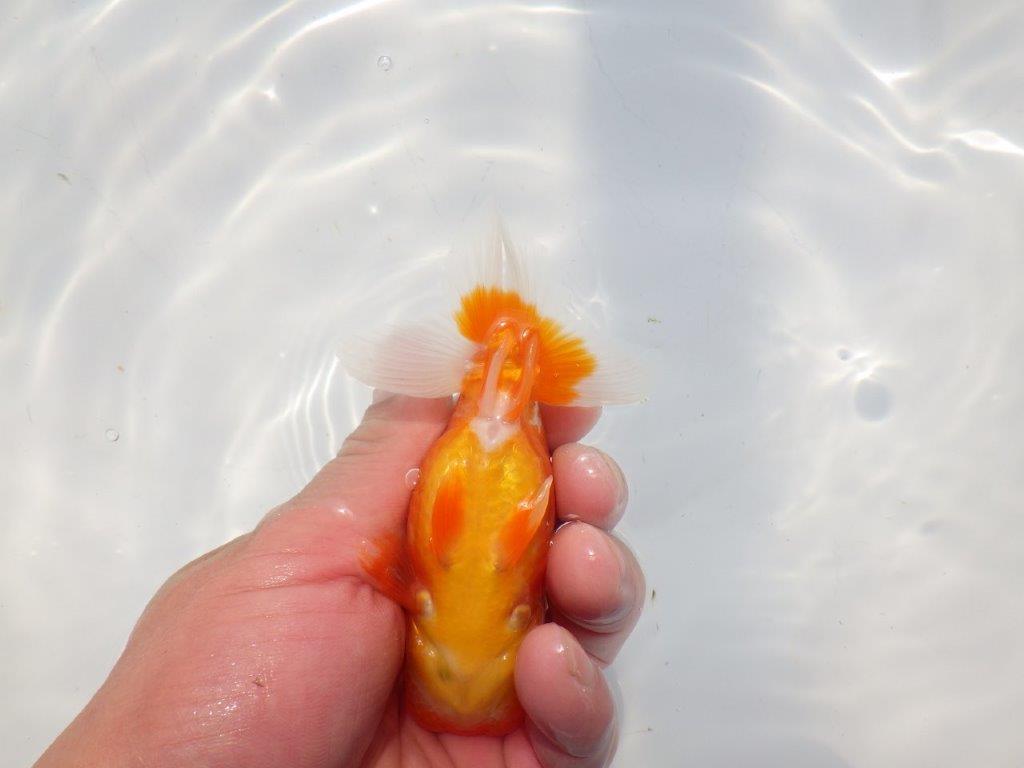 尾張りの良いらんちゅう　明け二歳魚　 　約11ｃｍ　オス【管理魚】