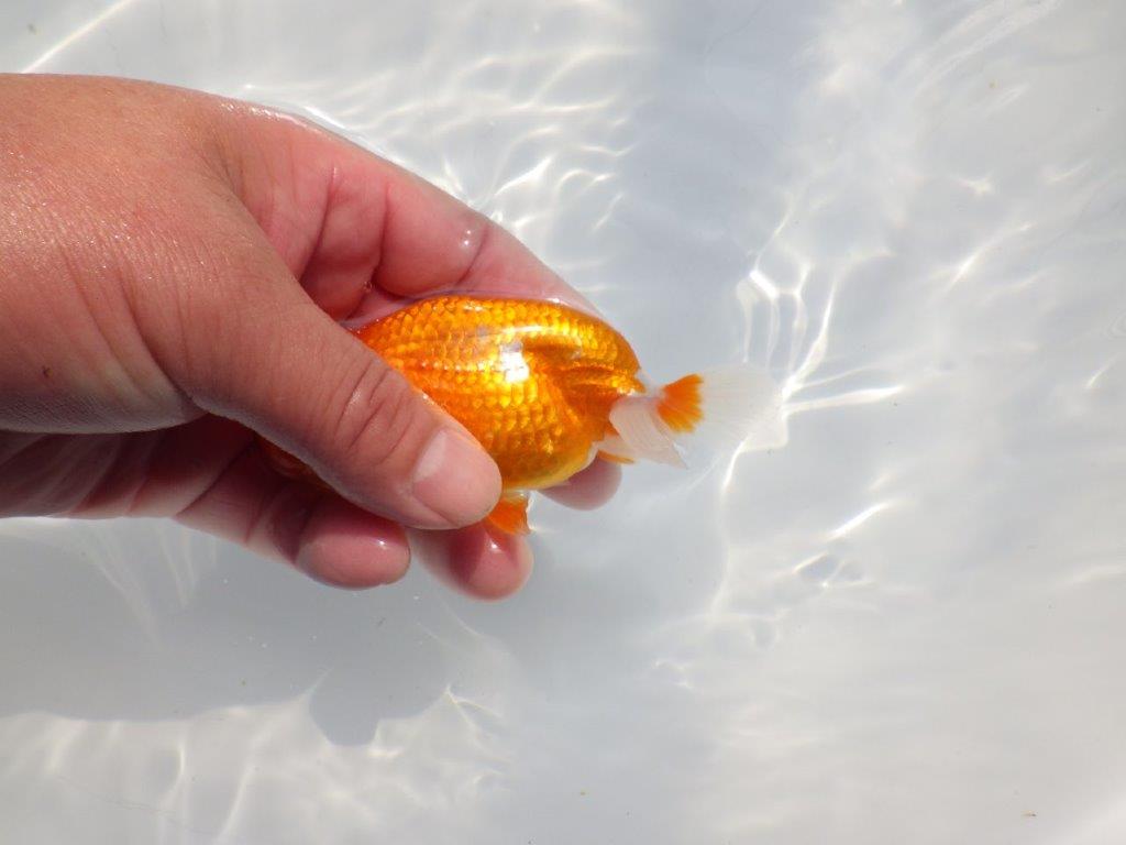 尾張りの良いらんちゅう　明け二歳魚　 　約11ｃｍ　オス【管理魚】