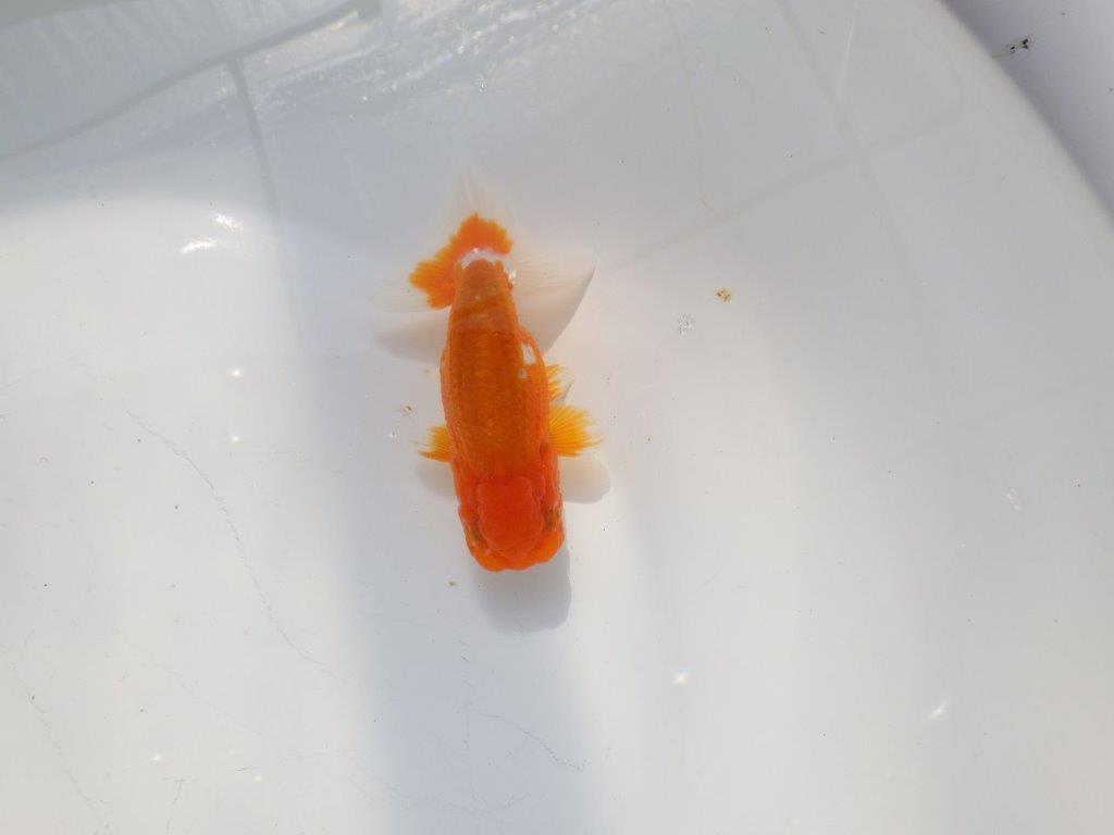 尾張りの良いらんちゅう　明け二歳魚　 　約11ｃｍ　オス【管理魚】