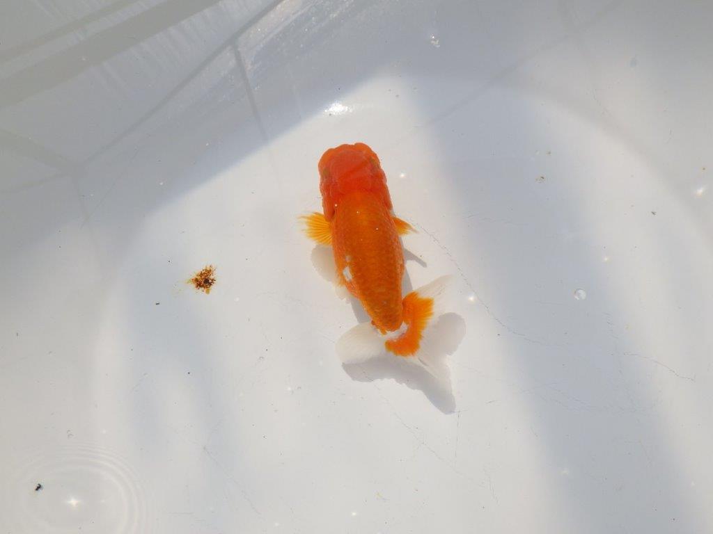 尾張りの良いらんちゅう　明け二歳魚　 　約11ｃｍ　オス【管理魚】