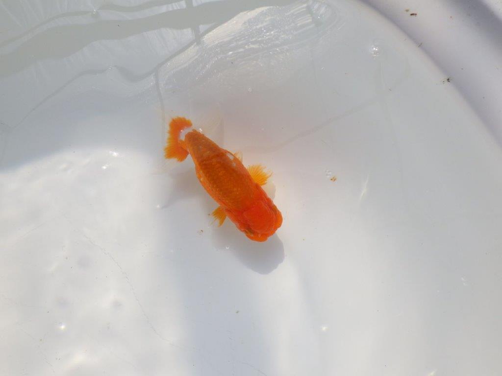 尾張りの良いらんちゅう　明け二歳魚　 　約11ｃｍ　オス【管理魚】