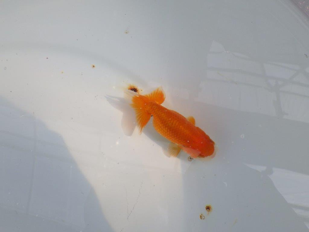 可愛いらしい雰囲気のらんちゅう　明け二歳魚　 　約9ｃｍ　メス【管理魚】