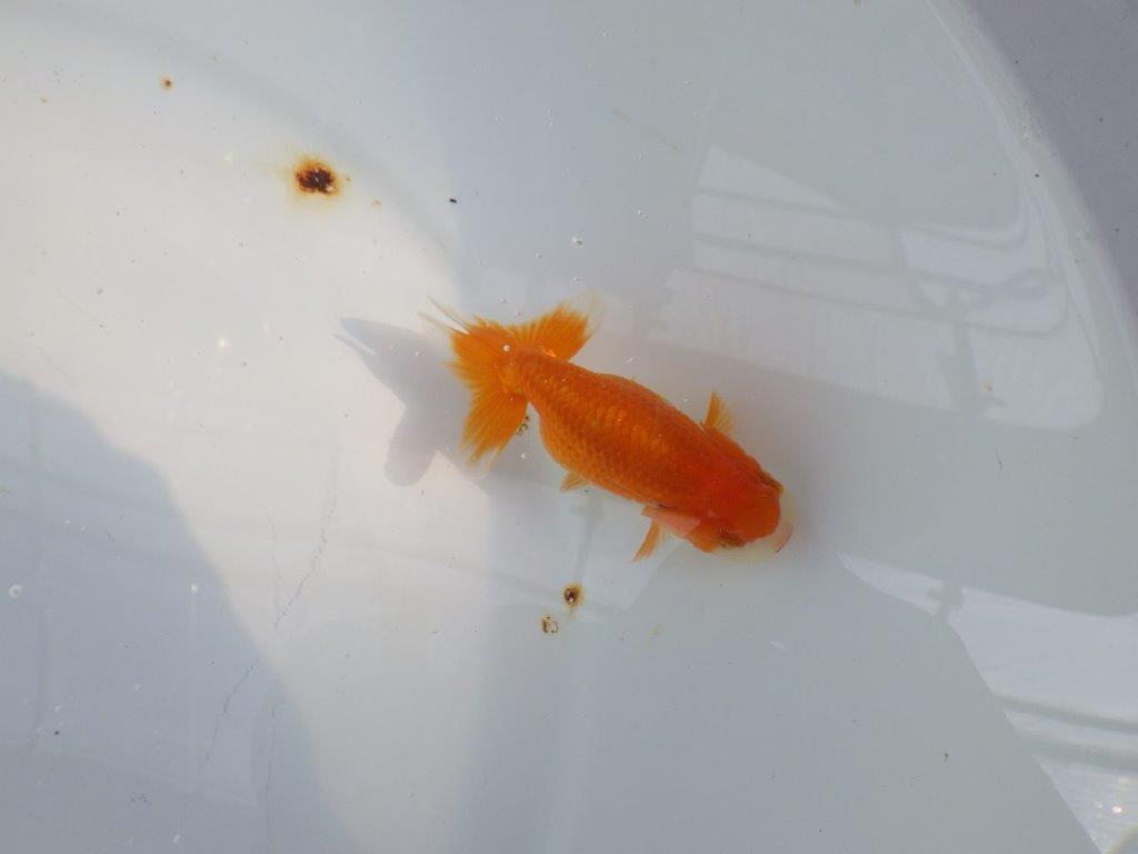可愛いらしい雰囲気のらんちゅう　明け二歳魚　 　約9ｃｍ　メス【管理魚】