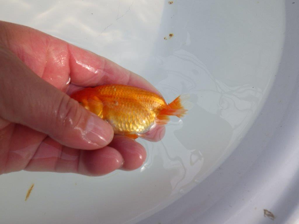 可愛いらしい雰囲気のらんちゅう　明け二歳魚　 　約9ｃｍ　メス【管理魚】
