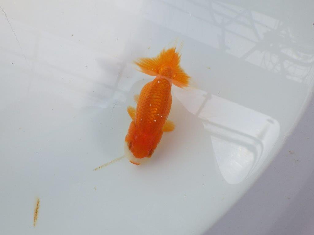 可愛いらしい雰囲気のらんちゅう　明け二歳魚　 　約9ｃｍ　メス【管理魚】