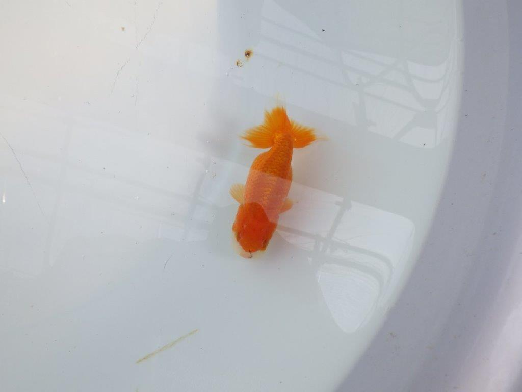 可愛いらしい雰囲気のらんちゅう　明け二歳魚　 　約9ｃｍ　メス【管理魚】