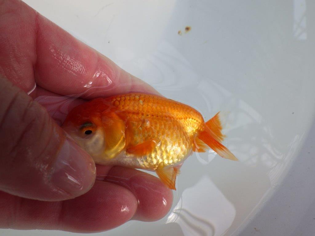 可愛いらしい雰囲気のらんちゅう　明け二歳魚　 　約9ｃｍ　メス【管理魚】