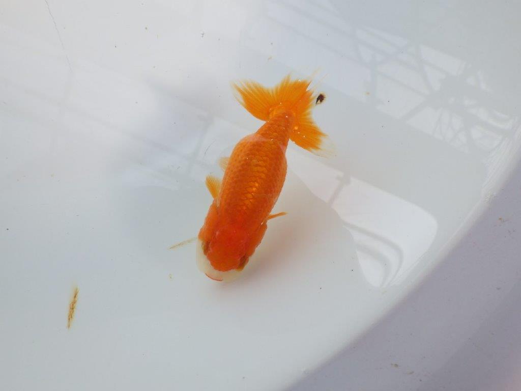 可愛いらしい雰囲気のらんちゅう　明け二歳魚　 　約9ｃｍ　メス【管理魚】の上身