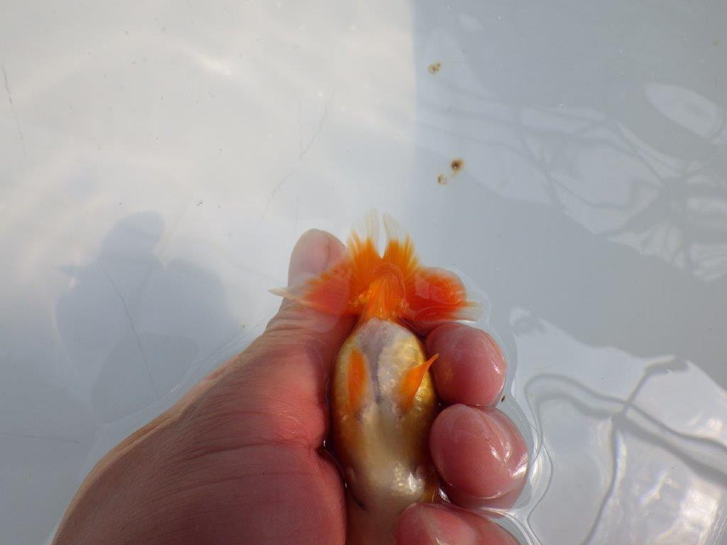 可愛いらしい雰囲気のらんちゅう　明け二歳魚　 　約9ｃｍ　メス【管理魚】