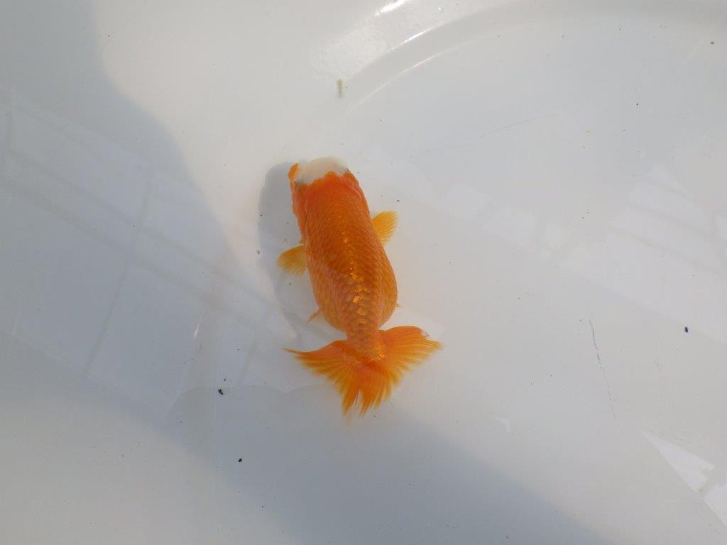 愛嬌のある可愛いらんちゅう　明け二歳魚　 　約10ｃｍ　メス【管理魚】