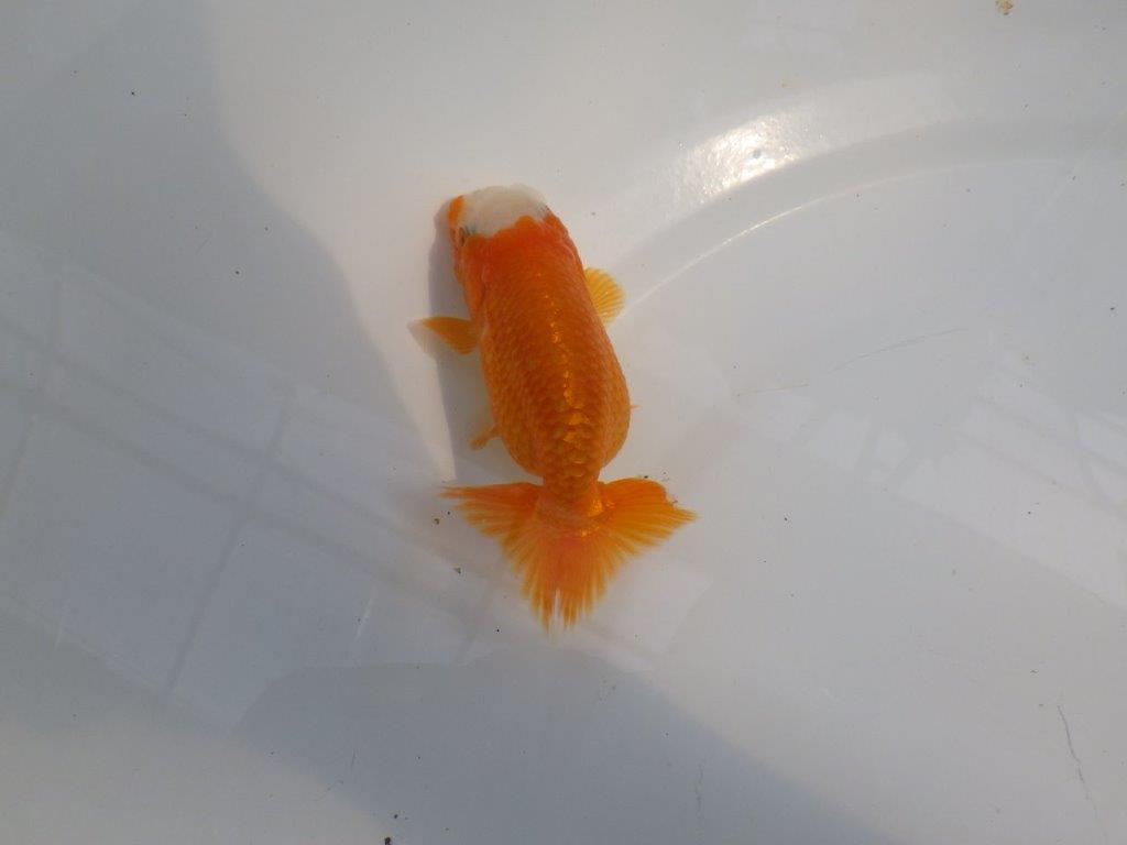 愛嬌のある可愛いらんちゅう　明け二歳魚　 　約10ｃｍ　メス【管理魚】