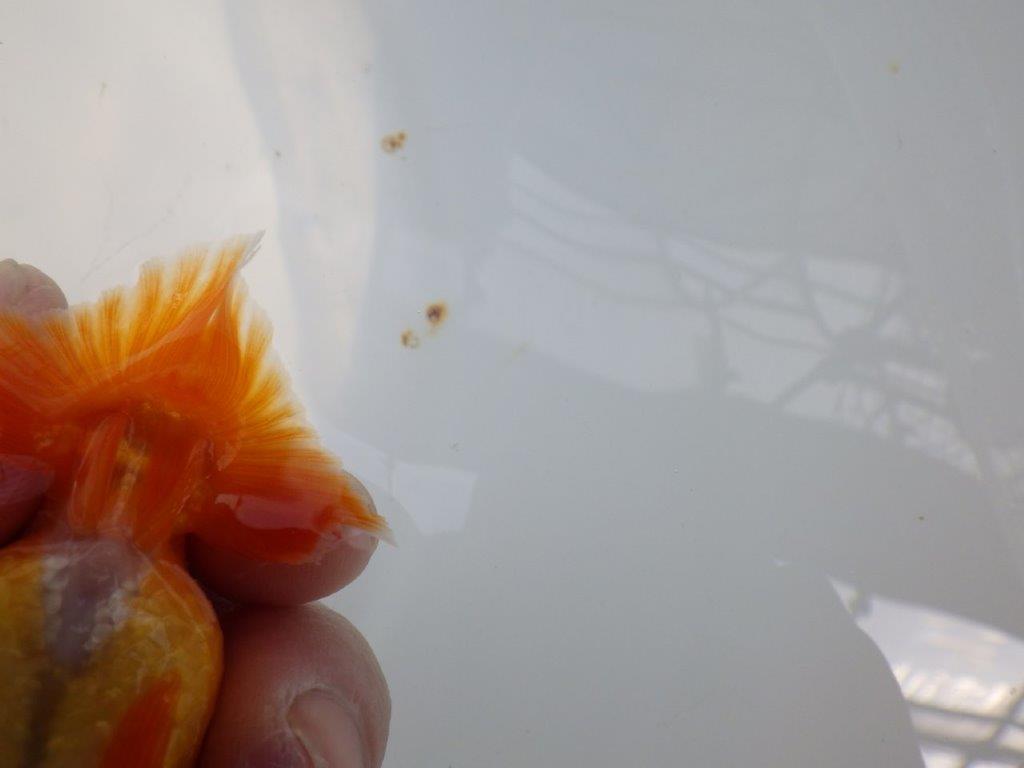 愛嬌のある可愛いらんちゅう　明け二歳魚　 　約10ｃｍ　メス【管理魚】