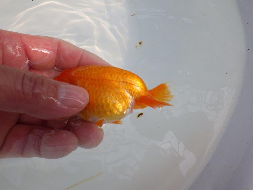 愛嬌のある可愛いらんちゅう　明け二歳魚　 　約10ｃｍ　メス【管理魚】