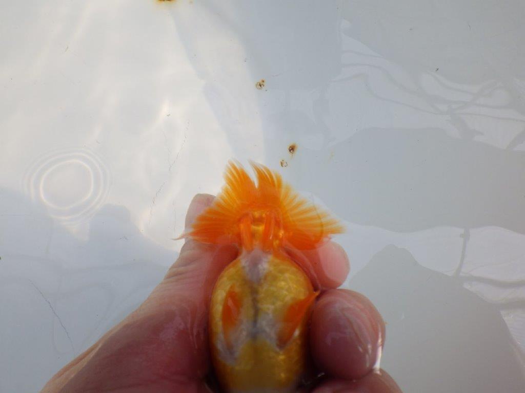 愛嬌のある可愛いらんちゅう　明け二歳魚　 　約10ｃｍ　メス【管理魚】