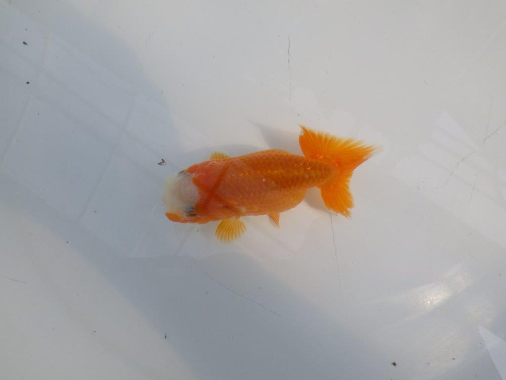 愛嬌のある可愛いらんちゅう　明け二歳魚　 　約10ｃｍ　メス【管理魚】