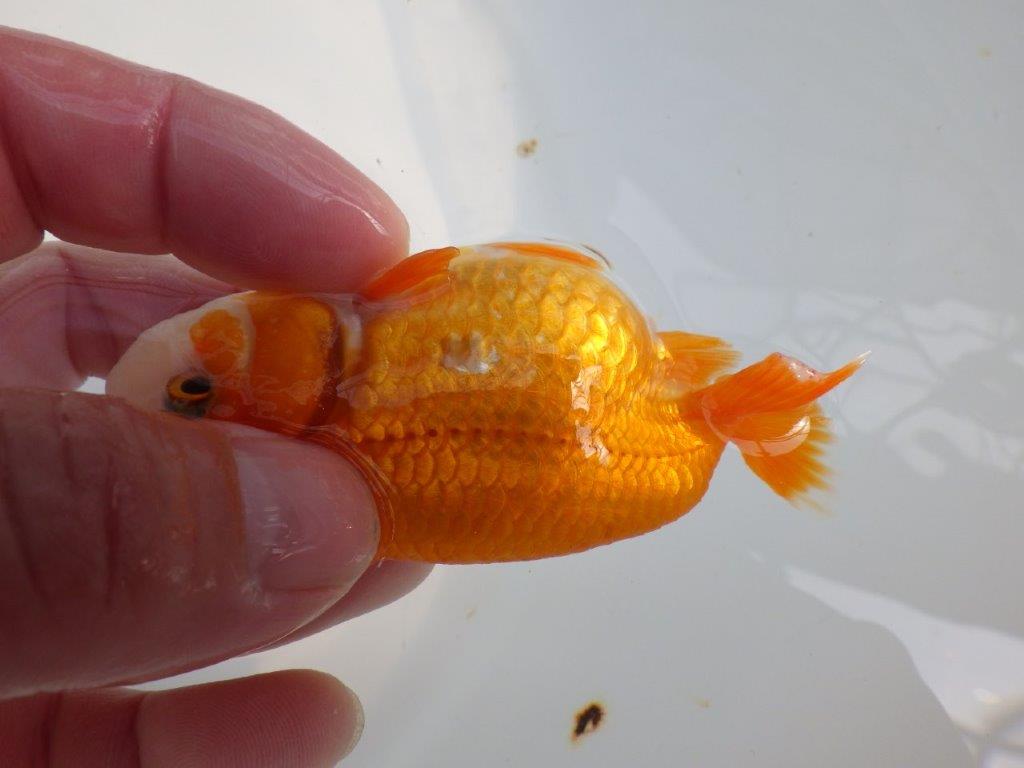 愛嬌のある可愛いらんちゅう　明け二歳魚　 　約10ｃｍ　メス【管理魚】