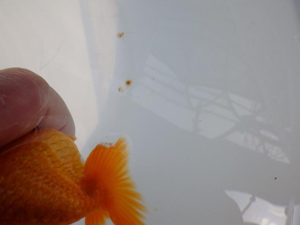 愛嬌のある可愛いらんちゅう　明け二歳魚　 　約10ｃｍ　メス【管理魚】