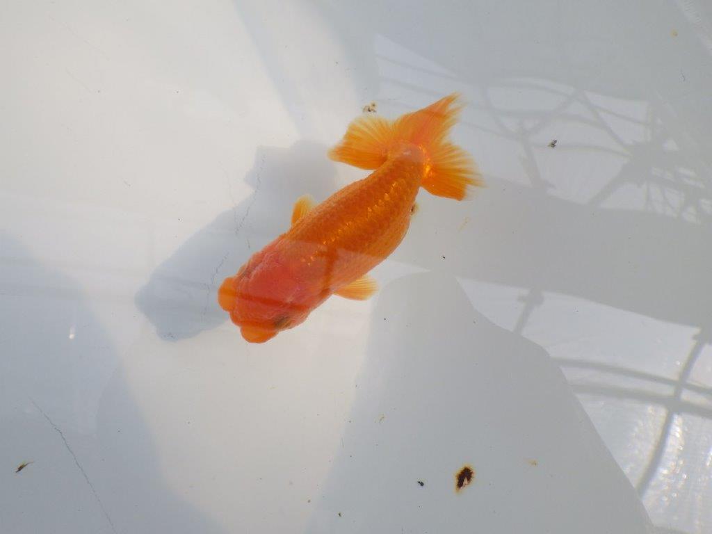 頭が良く尾型も良いらんちゅう　明け二歳魚　 　約10ｃｍ　オス【管理魚】