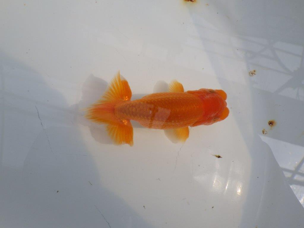 頭が良く尾型も良いらんちゅう　明け二歳魚　 　約10ｃｍ　オス【管理魚】