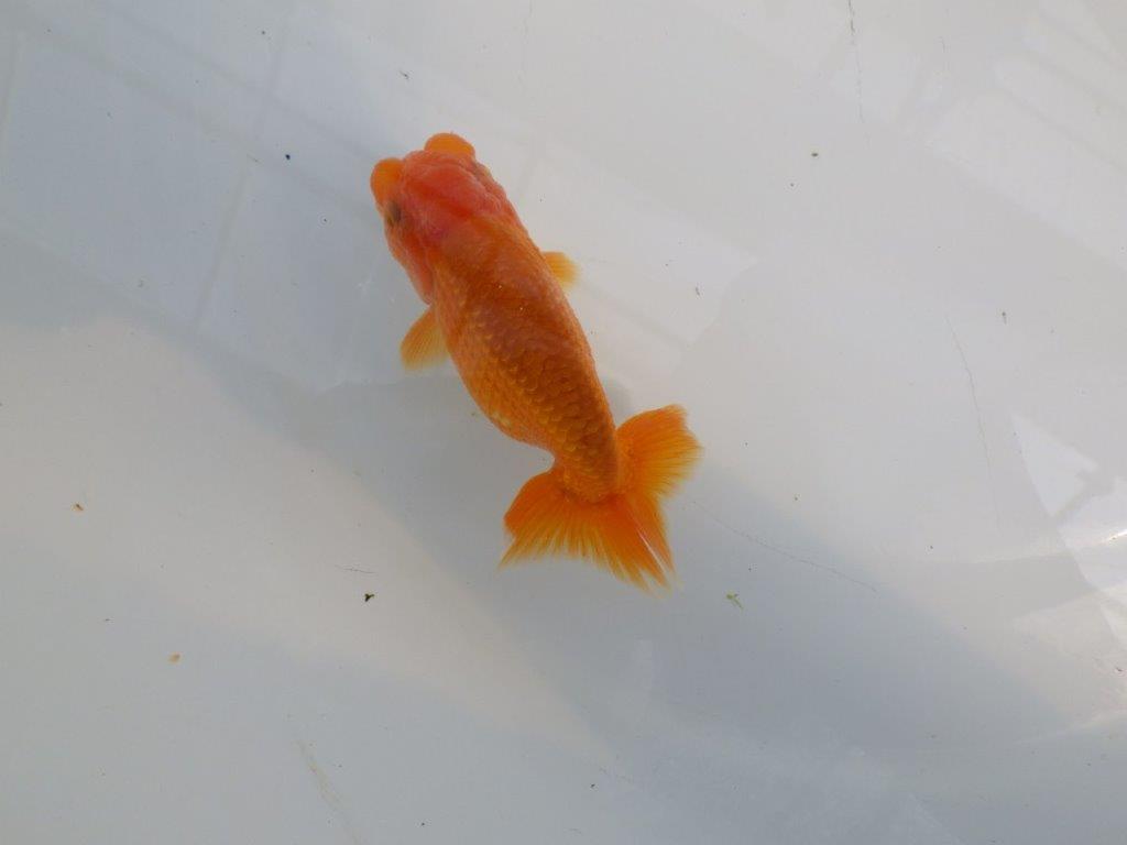 頭が良く尾型も良いらんちゅう　明け二歳魚　 　約10ｃｍ　オス【管理魚】