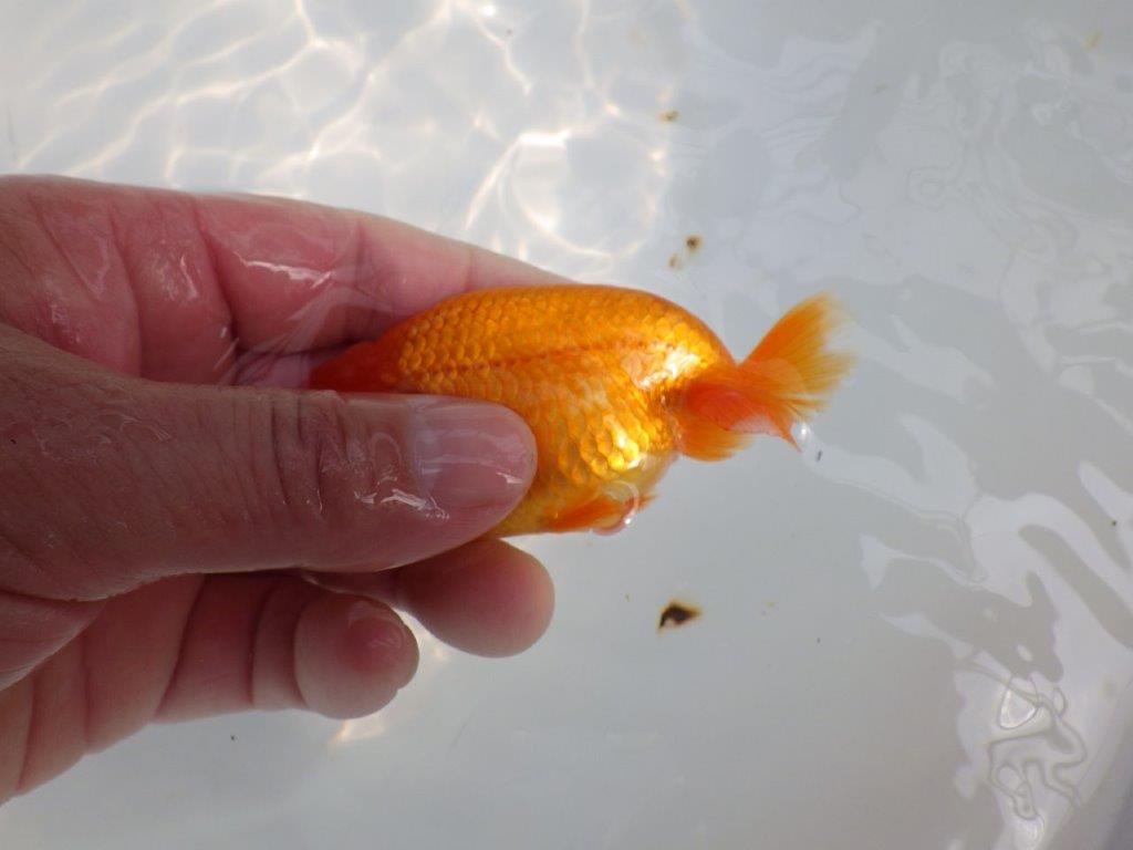頭が良く尾型も良いらんちゅう　明け二歳魚　 　約10ｃｍ　オス【管理魚】