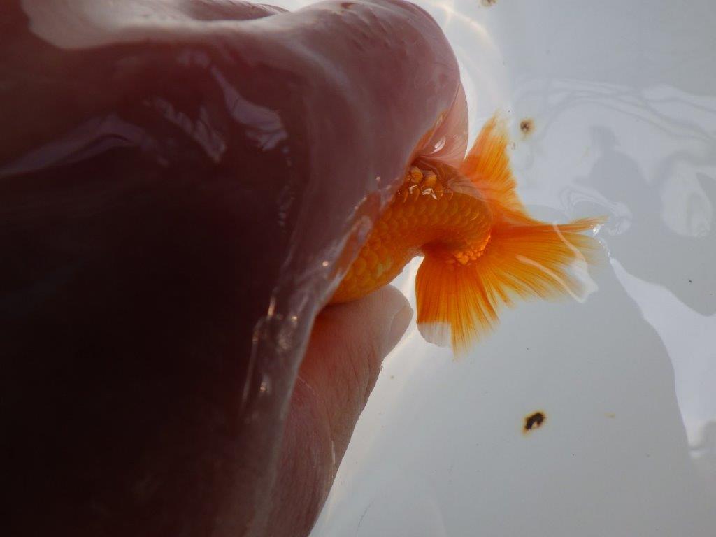 頭が良く尾型も良いらんちゅう　明け二歳魚　 　約10ｃｍ　オス【管理魚】