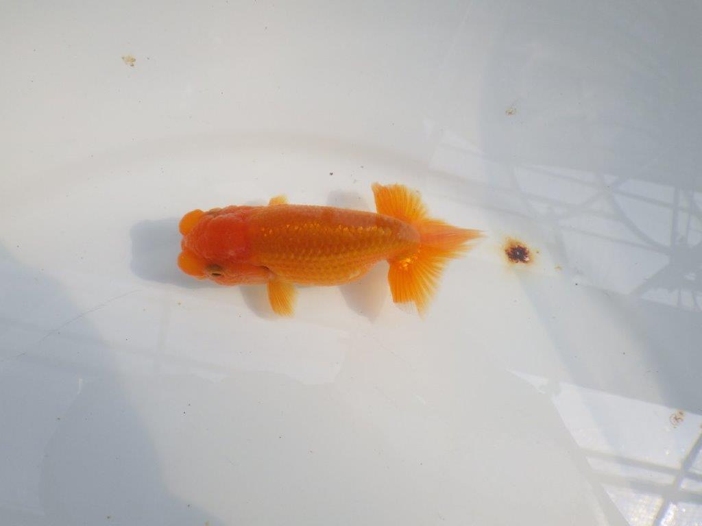 頭が良く尾型も良いらんちゅう　明け二歳魚　 　約10ｃｍ　オス【管理魚】の上身