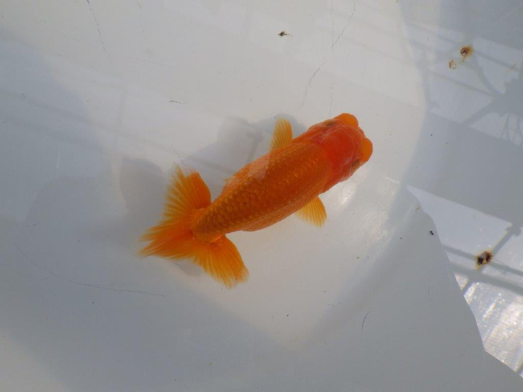 頭が良く尾型も良いらんちゅう　明け二歳魚　 　約10ｃｍ　オス【管理魚】