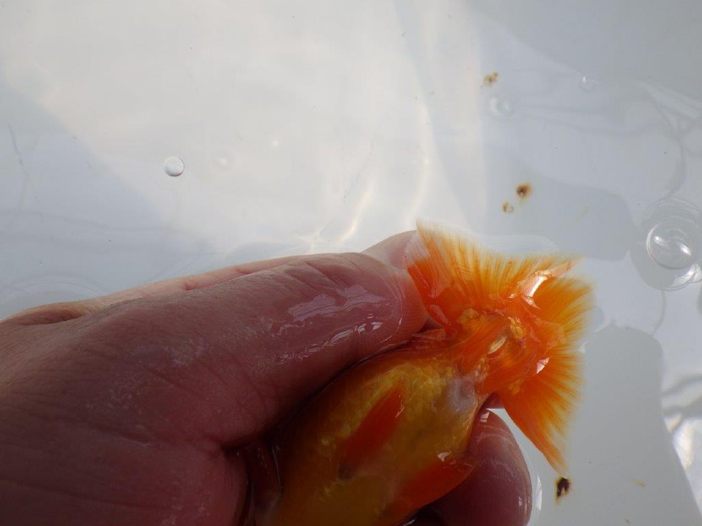 頭が良く尾型も良いらんちゅう　明け二歳魚　 　約10ｃｍ　オス【管理魚】