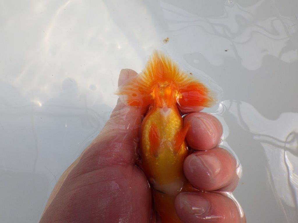 頭が良く尾型も良いらんちゅう　明け二歳魚　 　約10ｃｍ　オス【管理魚】