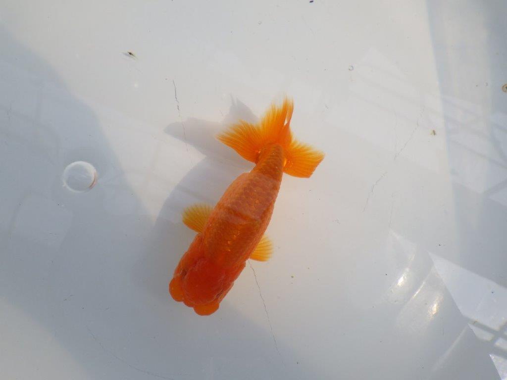 背なりも綺麗、尾型も良いらんちゅう　明け二歳魚　 　約10ｃｍ　オス【管理魚】の上身