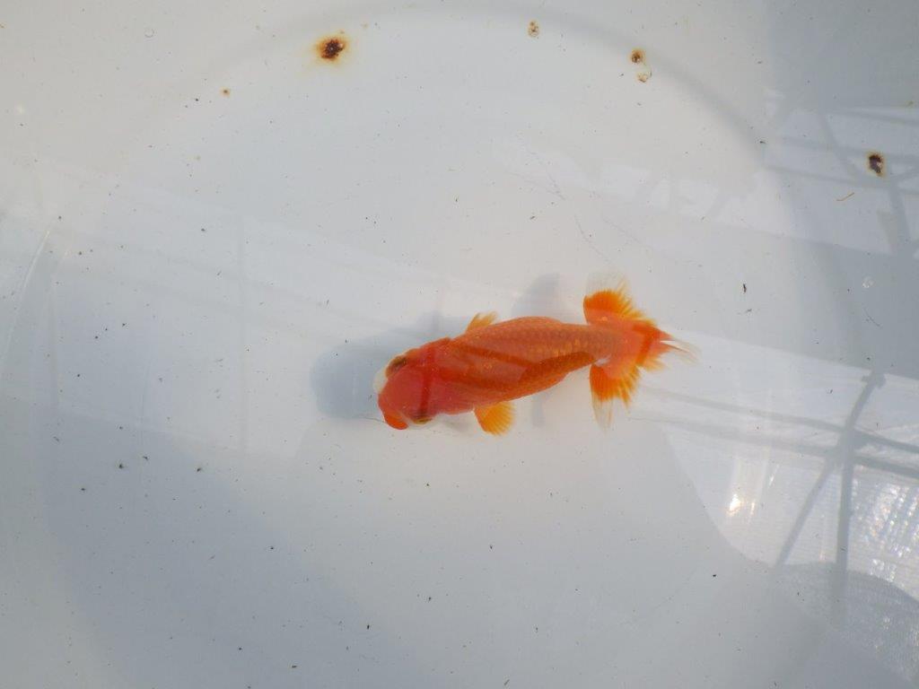 フンタンの発育が楽しみならんちゅう　明け二歳魚　 　約11ｃｍ　オス【管理魚】