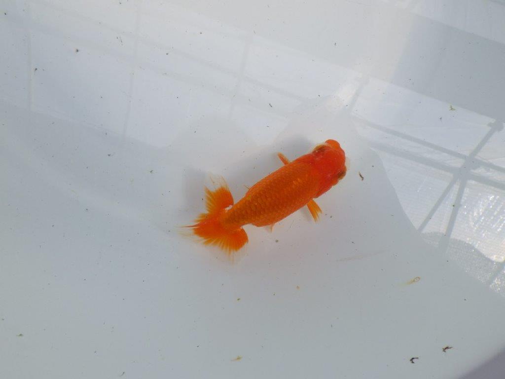 フンタンの発育が楽しみならんちゅう　明け二歳魚　 　約11ｃｍ　オス【管理魚】