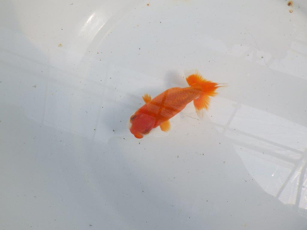 フンタンの発育が楽しみならんちゅう　明け二歳魚　 　約11ｃｍ　オス【管理魚】