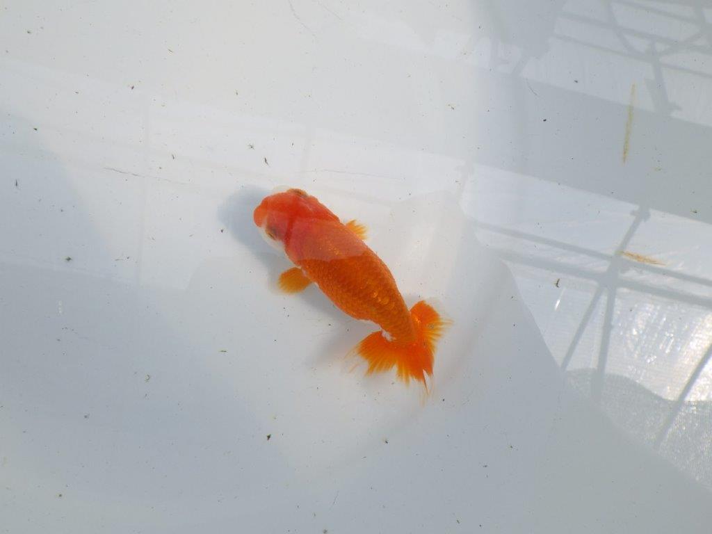 フンタンの発育が楽しみならんちゅう　明け二歳魚　 　約11ｃｍ　オス【管理魚】